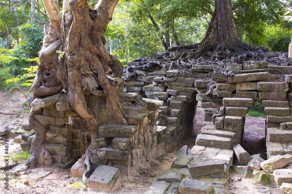 tropical tree growing over stones