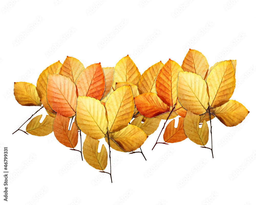 beech leaves
