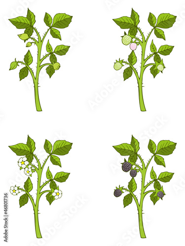 Four phases of blackberry sprout growth, vector