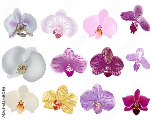 single isolated orchid flowers ollection