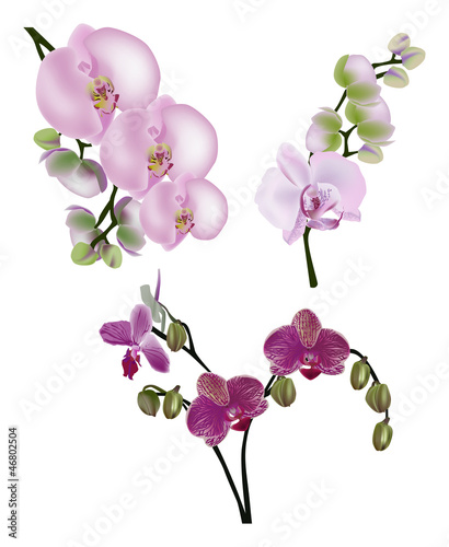 three pink orchid inflorescences on white