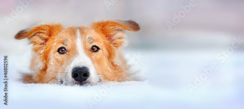 Leinwand Poster Cute dog border collie lying in the snow