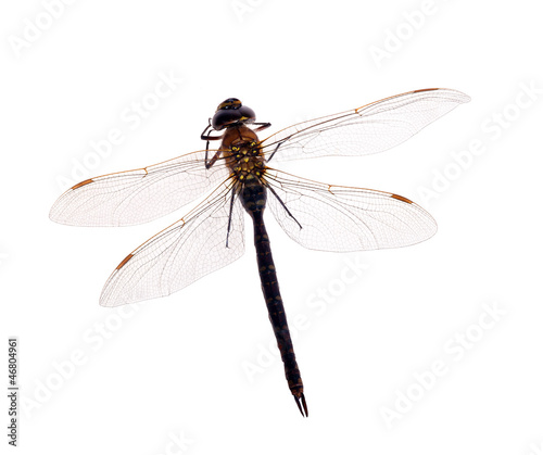 large dark dragonfly isolated on white