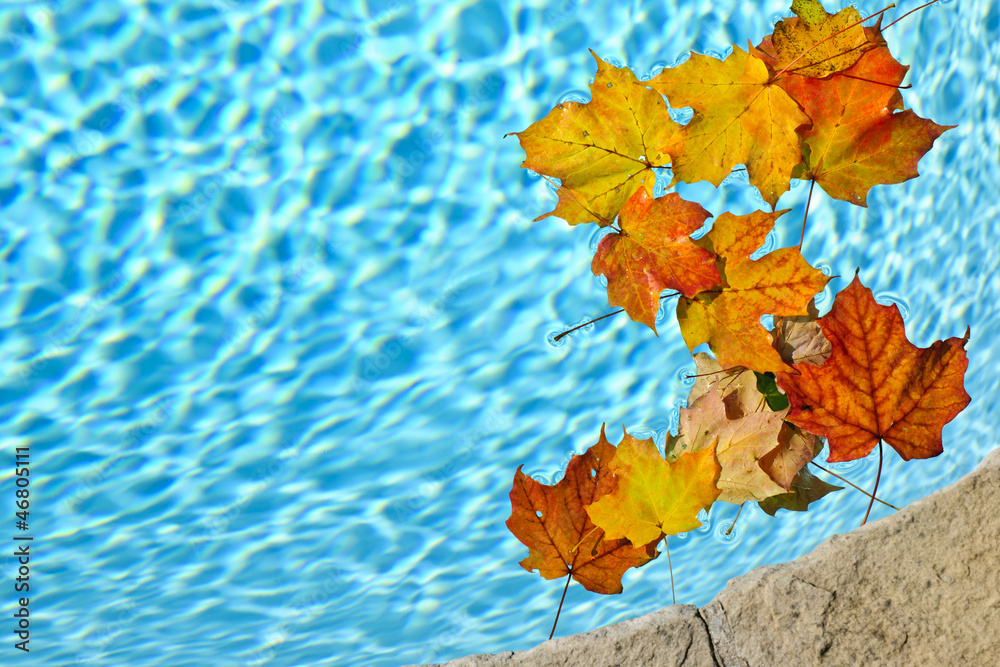 Fototapeta premium Fall leaves floating in pool