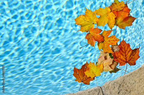 Fall leaves floating in pool photo