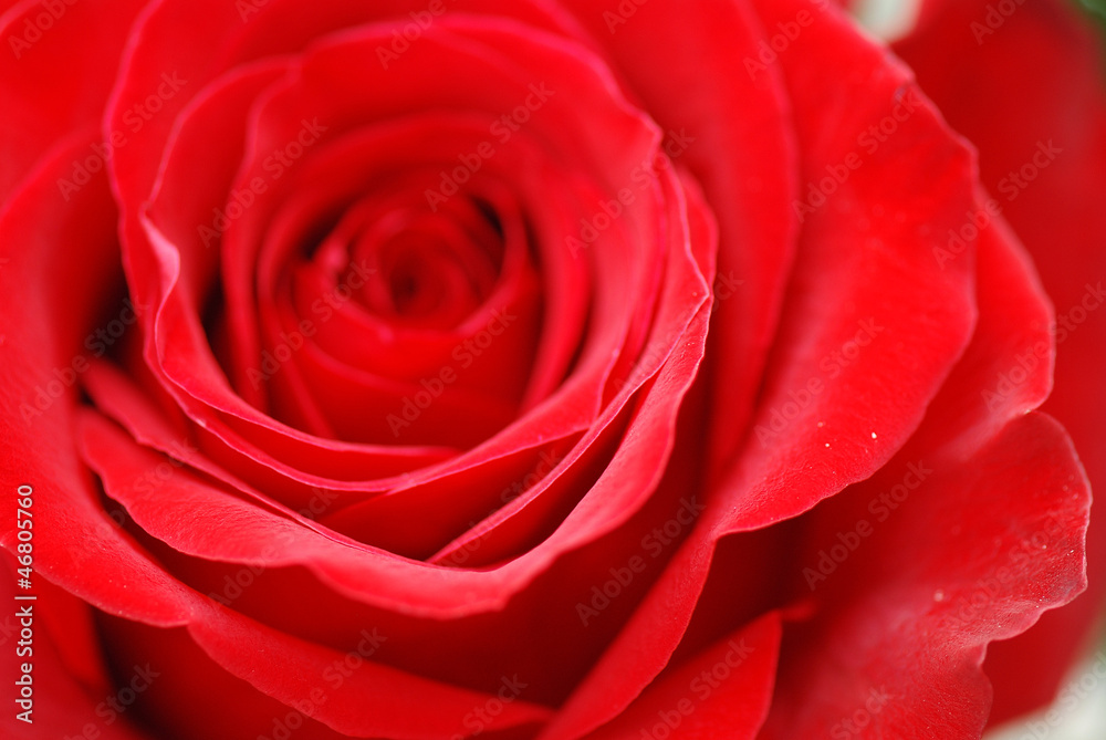 ROSAS ROJAS FRESCAS