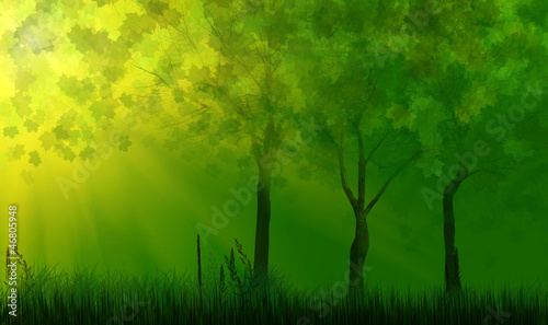 trees in green grass under sunlight