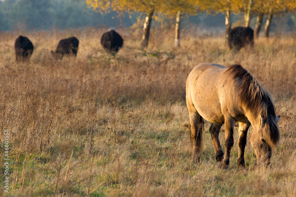 Semi -wild Polish konik horse Semi -wild Polish konik horse