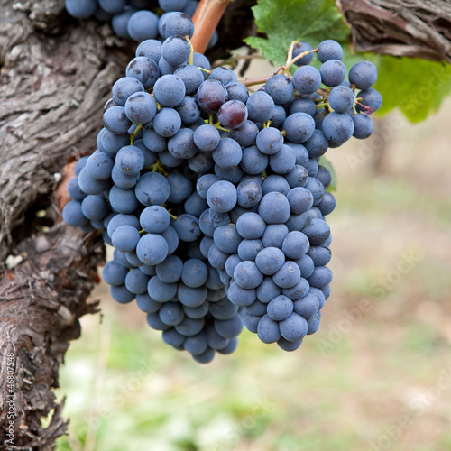 Vignobles - Grappes de raisin sur pied de vigne