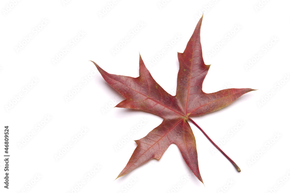 maple leaf maple leaf
