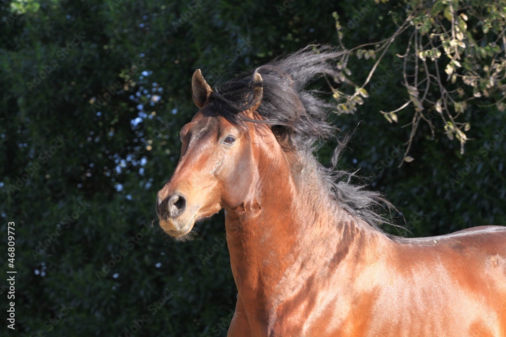 junger hengst - portrait
