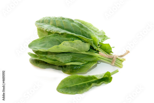 fresh sorrel isolated on white background