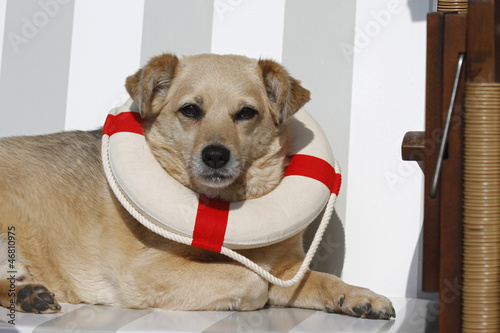 Hund mit Rettungsring photo