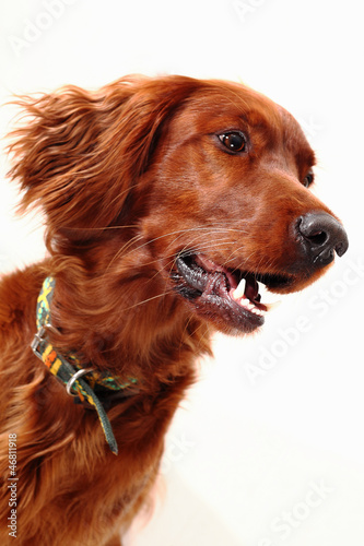 Obraz na płótnie Irish Red Setter