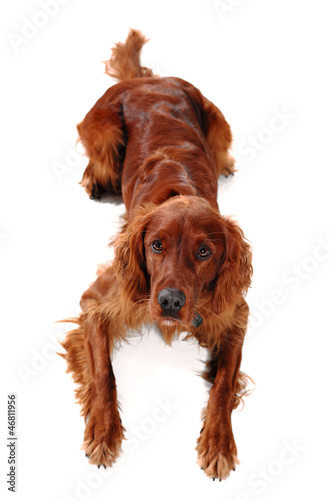 Obraz na płótnie Irish Red Setter