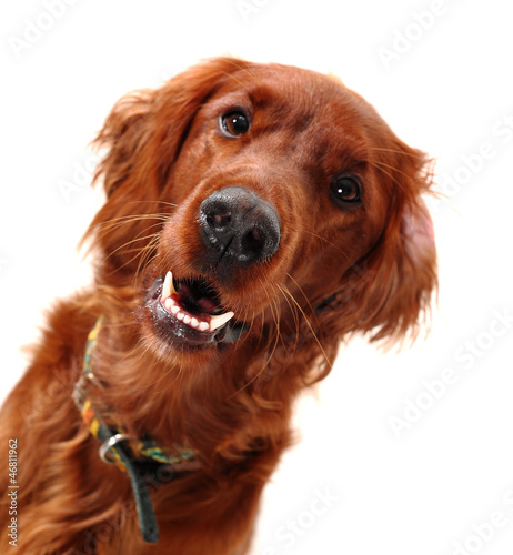 Obraz na płótnie Irish Red Setter w salonie