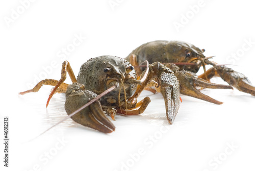 Lobsters isolated on white background