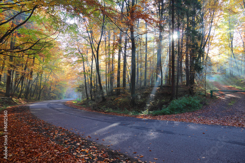 Autumn forest road in the woods