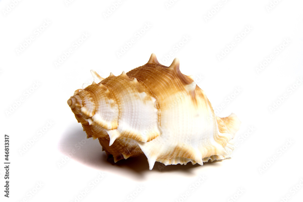 Obraz premium bursa perelegans