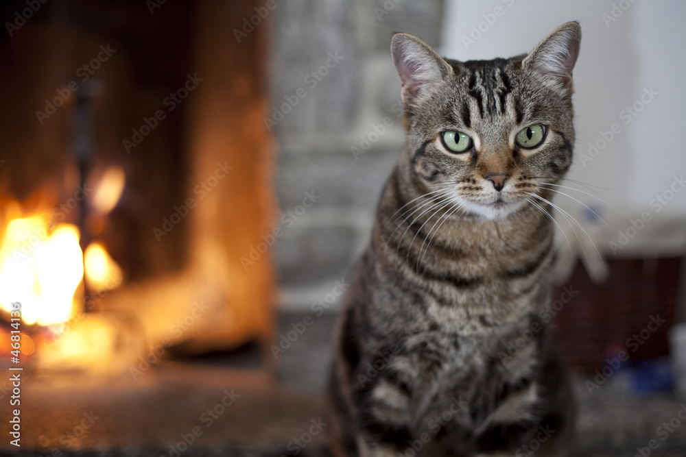 Cat with green eyes standing near a fireplace