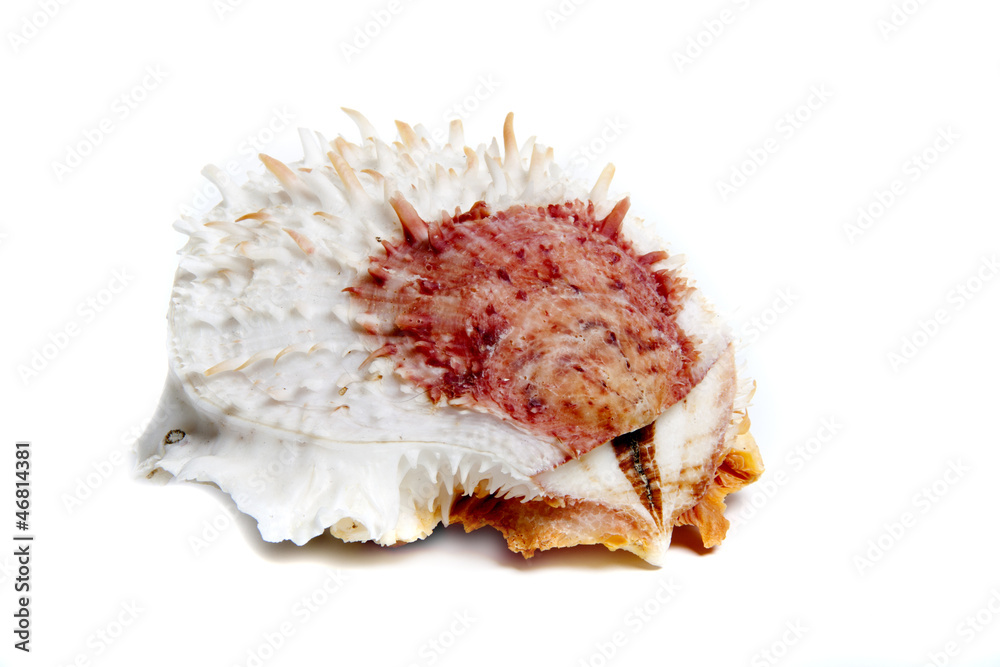 spondylus varians