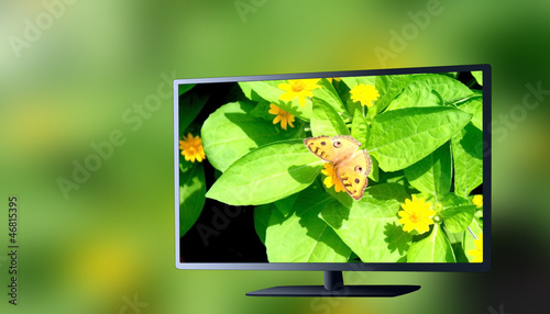 The insect in 3d tv green background.