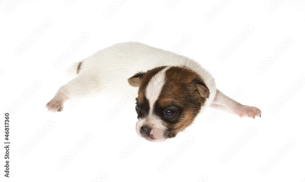 Funny puppy Chihuahua poses on a white background Funny puppy Chihuahua poses on a white background