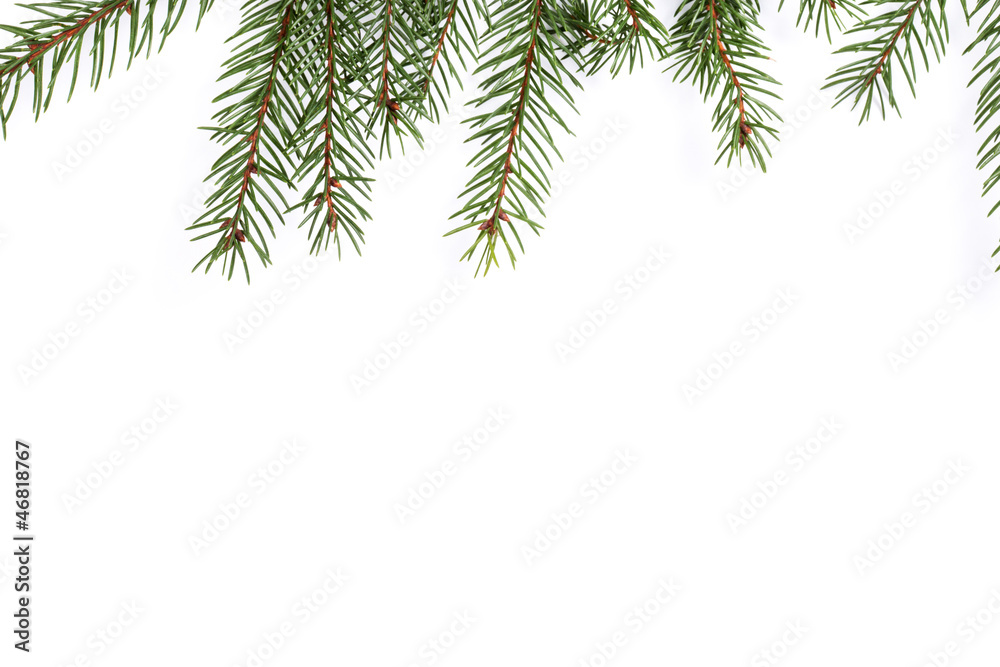 Obraz premium Spruce twig pattern