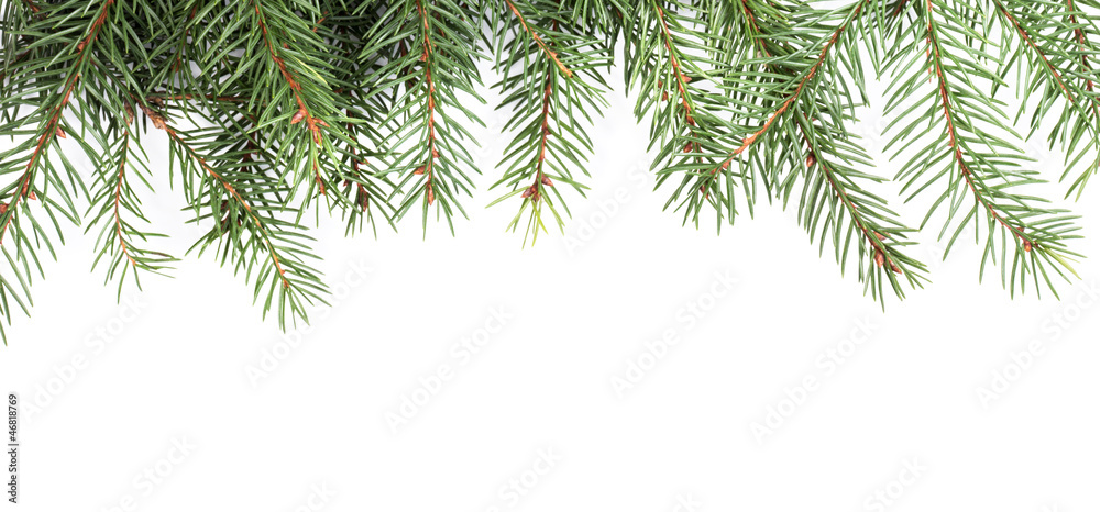 Spruce twig pattern Spruce twig pattern