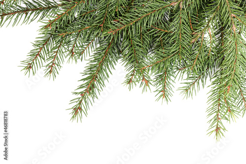 Spruce twig pattern