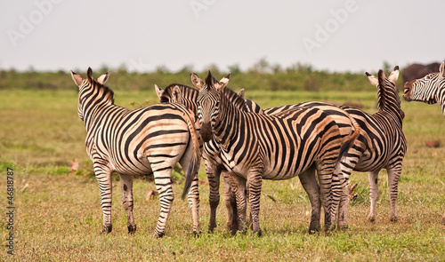 Herd of zebra on a grass plain