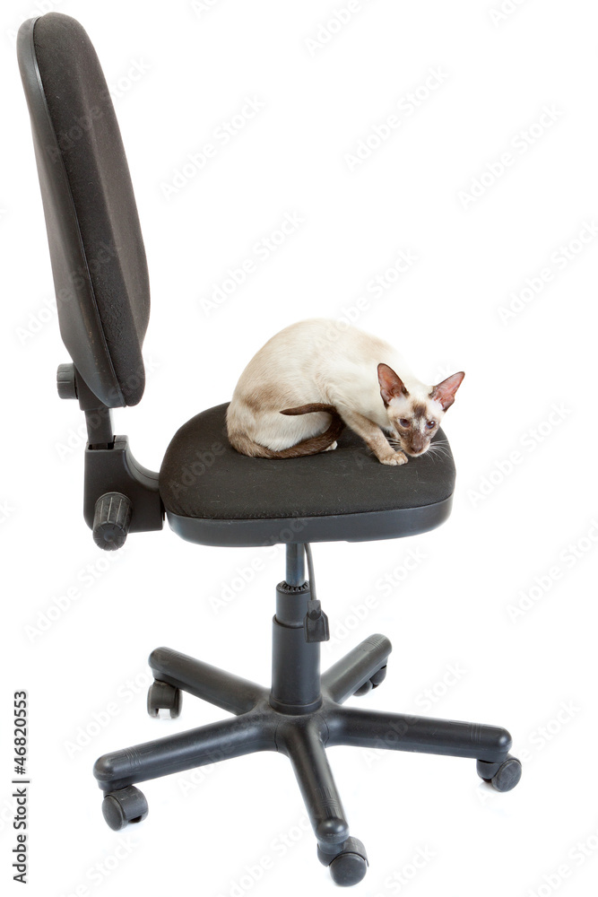 cat desk chair