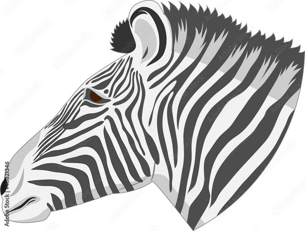 Head of a zebra Head of a zebra