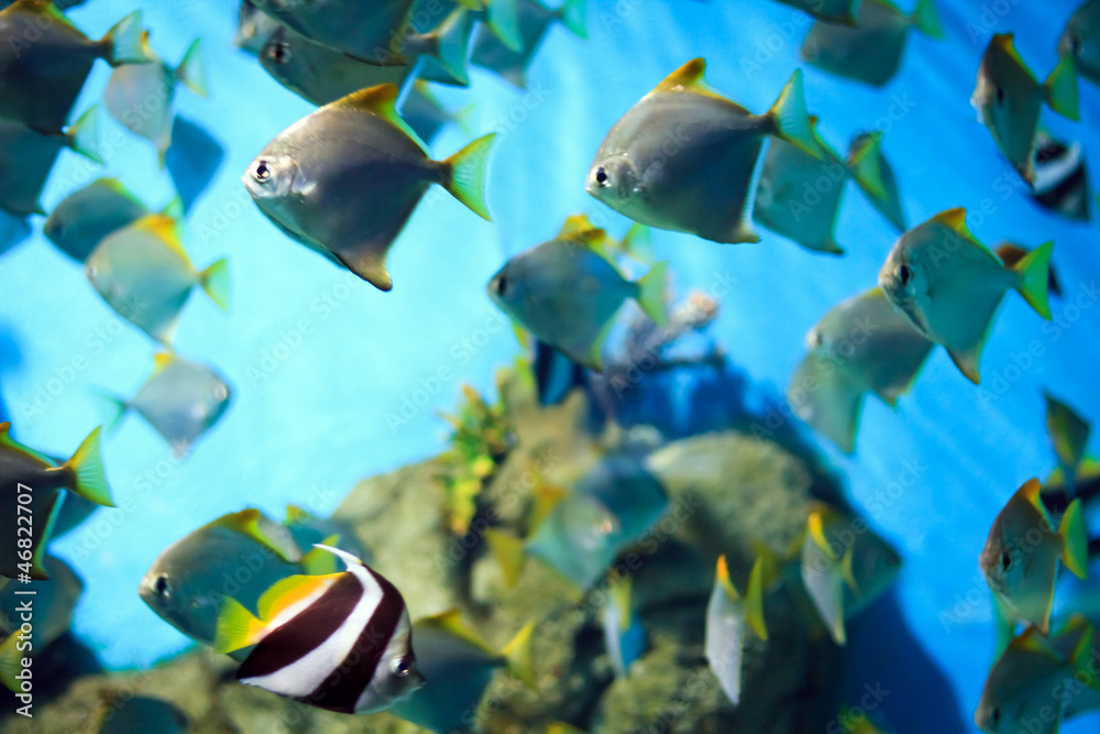 Fototapeta premium tropical Fish on a coral reef