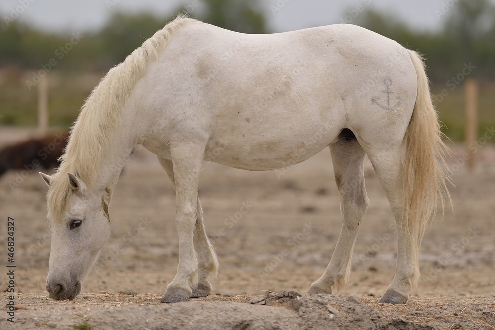 Obraz premium cavallo bianco