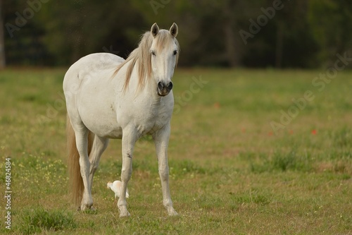cavallo bianco