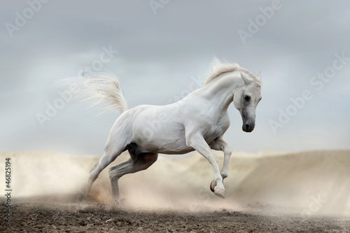 Fototapeta Naklejka Na Ścianę i Meble -  arab horse