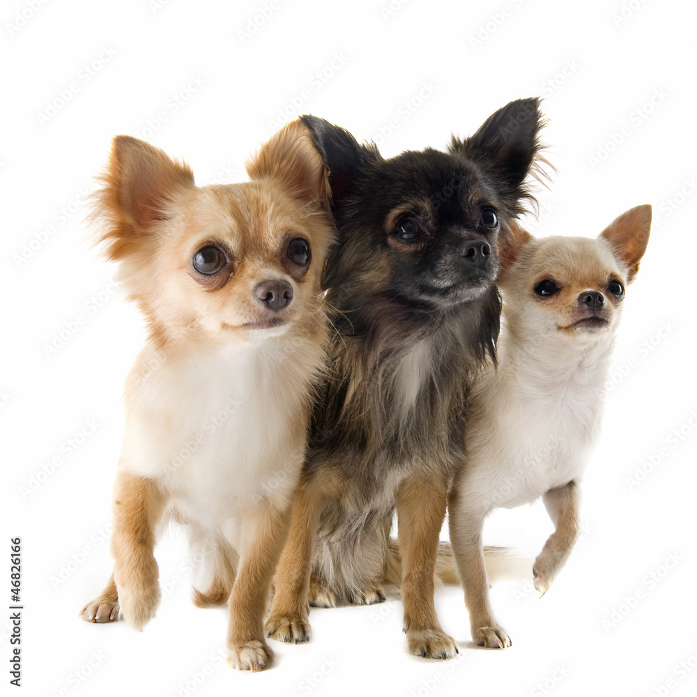 chihuahuas chihuahuas
