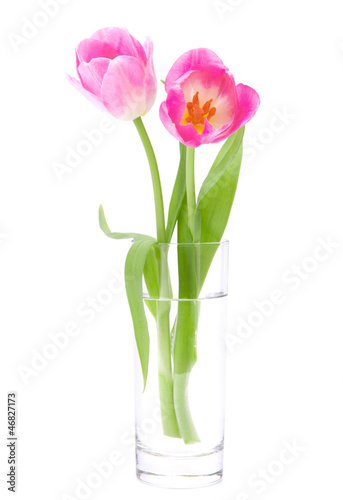 Fototapeta Naklejka Na Ścianę i Meble -  Pink tulips bouquet in vase isolated on white background