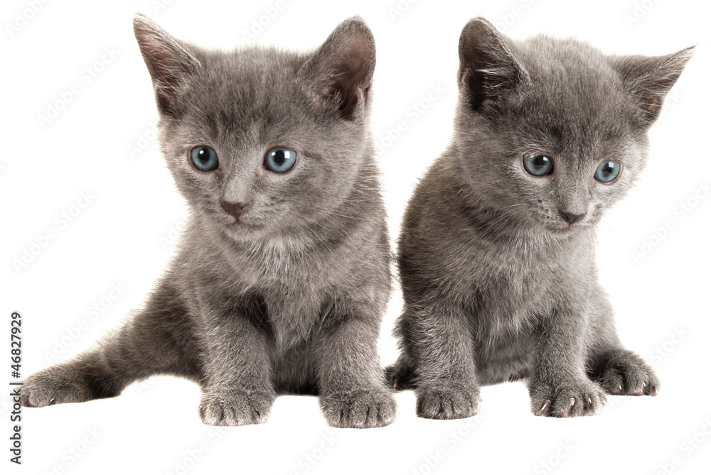 Blue eyed grey kittens on white