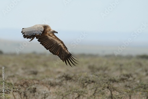Avvoltoio in volo © massimhokuto