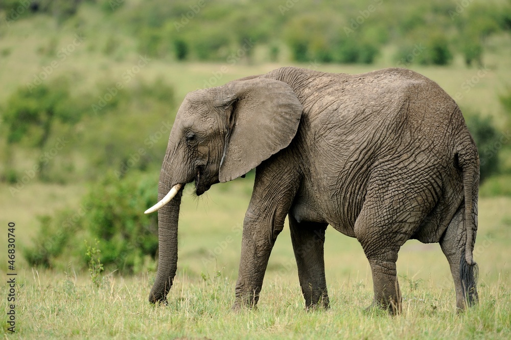 Fototapeta premium Elefante africano