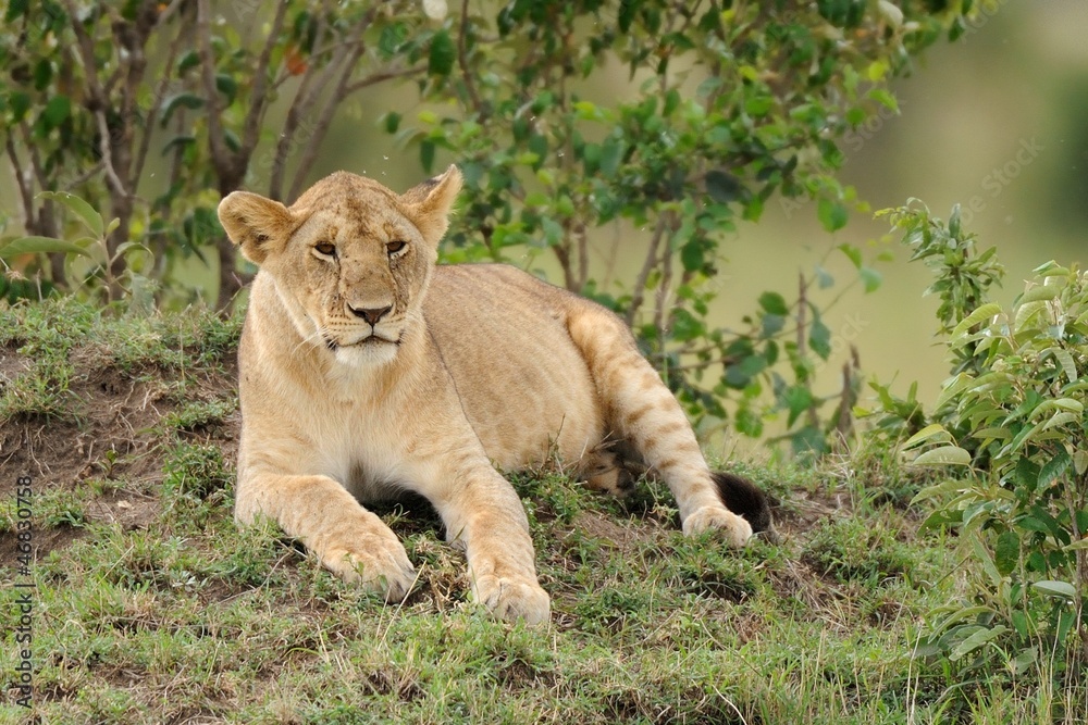 Fototapeta premium leone