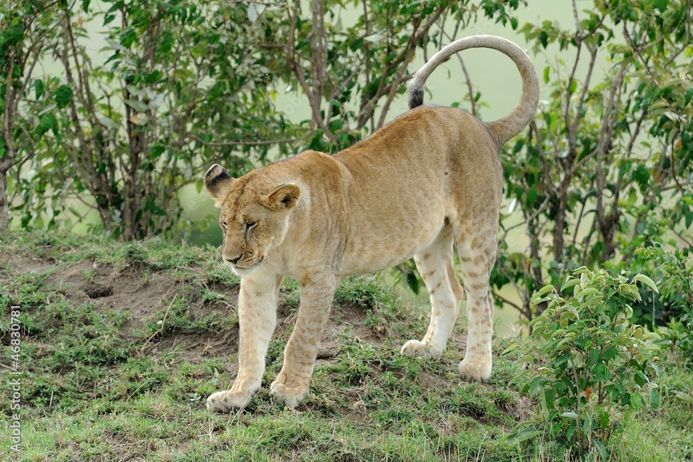 Naklejka premium leone