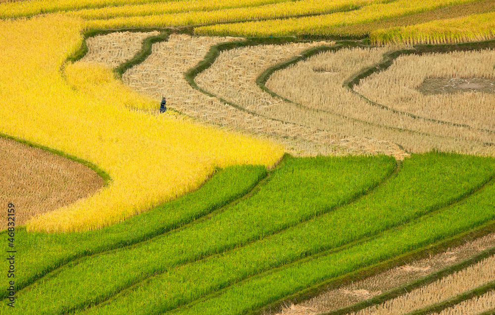 terrced rice fields - gold