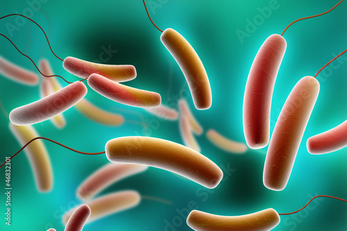 E coli Bacteria photo