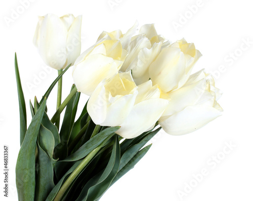 beautiful tulips isolated on white. #46833367