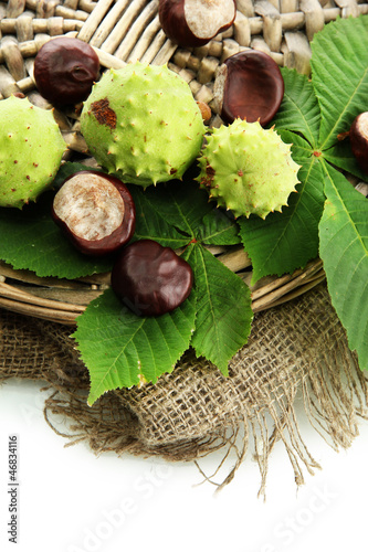 Chestnuts with leaves on burlap, isolated on white