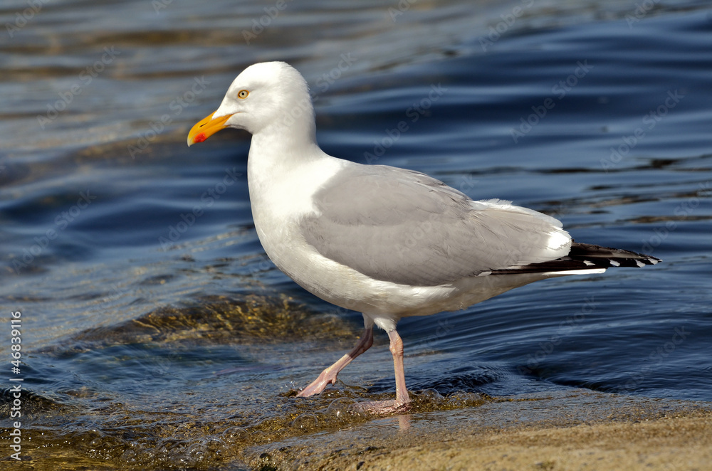 Closeup of herring gull walking at the water's edge