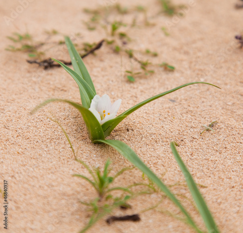 Androcymbium psammophilum, endemic to Canary Islands Fuerteventu photo